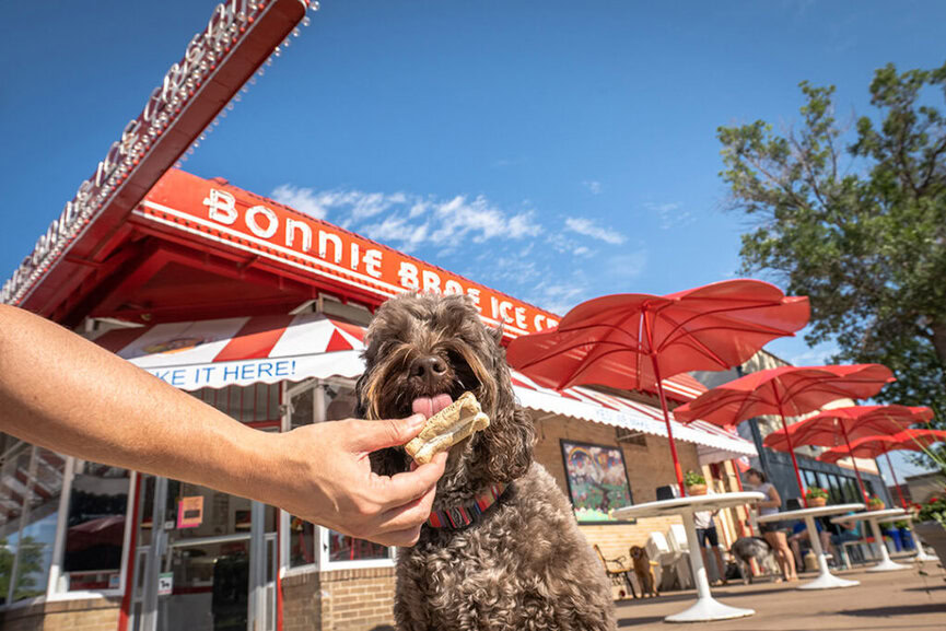 Dog friendly ice cream near outlet me